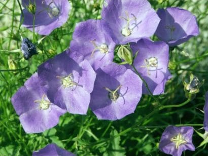 sementes de campanula singela roxa 2 6 e1495035373118