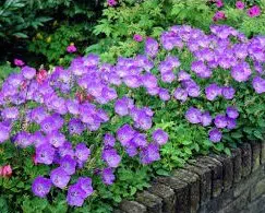 sementes de campanula singela roxa 2 7 e1495050298796