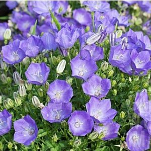 sementes de campanula singela roxa 2 8 e1495035352749