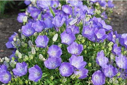 sementes de campanula singela roxa 2 8 e1495035352749