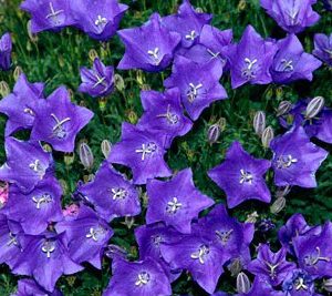 sementes de campanula singela roxa 2 9 e1495035335426