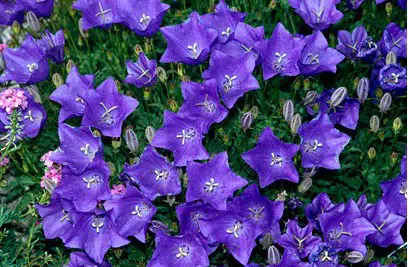 sementes de campanula singela roxa 2 9 e1495035335426