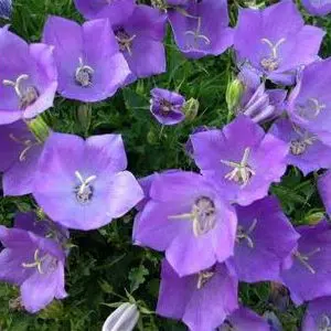 sementes de campanula singela roxa 2 e1495035499836