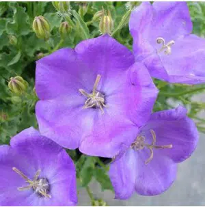 sementes de campanula singela roxa 3238 e1495035520627