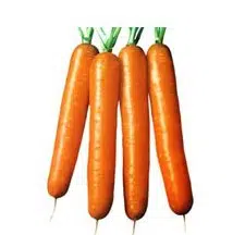 sementes de cenoura nantes 2 2 e1495050210997