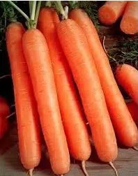 sementes de cenoura nantes 2 e1495934790117