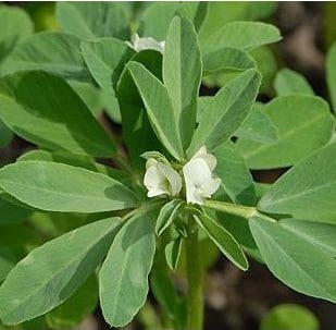 Sementes De Feno-grego Com Folhas Verdes Na Superfície De Madeira