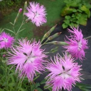 sementes de franjas rosa dianthus superbus 2 2 e1495050575483