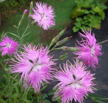 sementes de franjas rosa dianthus superbus 2 2 e1495050575483
