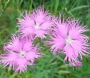 sementes de franjas rosa dianthus superbus 2 3 e1495050552657