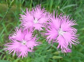 sementes de franjas rosa dianthus superbus 2 3 e1495050552657