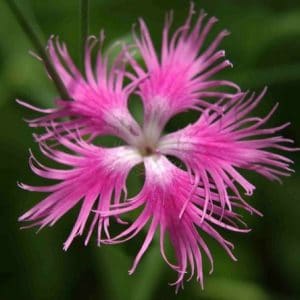 sementes de franjas rosa dianthus superbus 2 4 e1495050527267