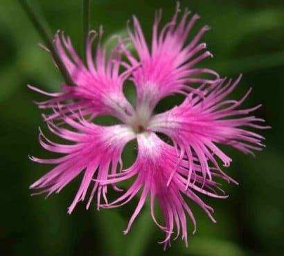 sementes de franjas rosa dianthus superbus 2 4 e1495050527267
