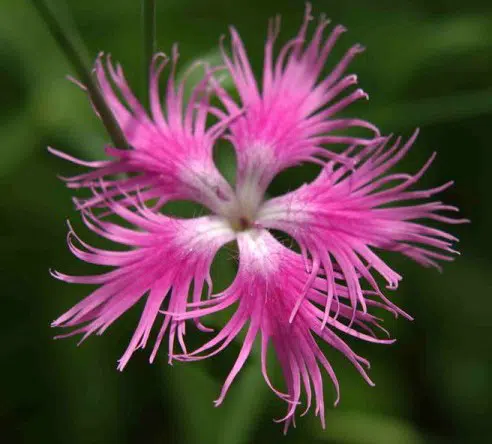 sementes de franjas rosa dianthus superbus 2 4 e1495050527267