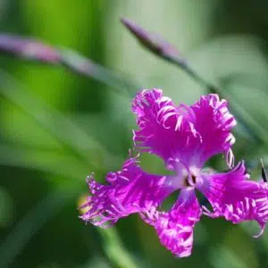 sementes de franjas rosa dianthus superbus 2 6 e1495050502503