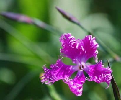 Sementes de Franjas Rosa (Dianthus superbus)