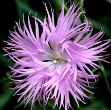 sementes de franjas rosa dianthus superbus 2 e1495050609864