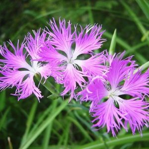 sementes de franjas rosa dianthus superbus 8745 e1494708042163