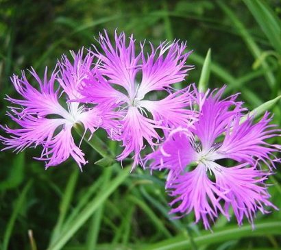 sementes de franjas rosa dianthus superbus 8745 e1494708042163