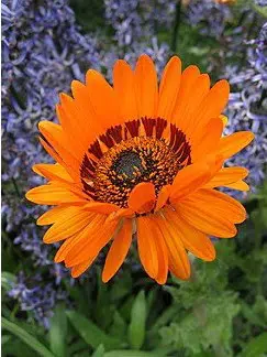 sementes de venidium laranja 2 10 e1495035853668