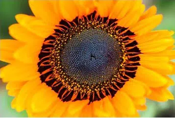 sementes de venidium laranja 2 11 e1495035830387