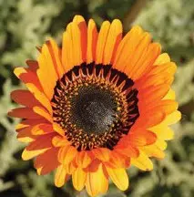 sementes de venidium laranja 2 12 e1495050352196