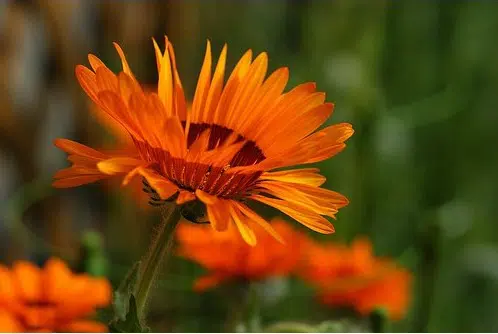 sementes de venidium laranja 2 6 e1495035923205