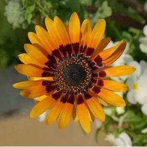 sementes de venidium laranja 2 7 e1495035898730