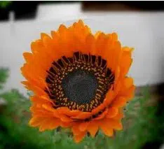 sementes de venidium laranja 2 8 e1495050397820