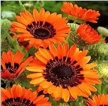 sementes de venidium laranja 2 e1495050457376