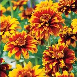 sementes de zinnia persa ana sortida 2 10 e1495050231374