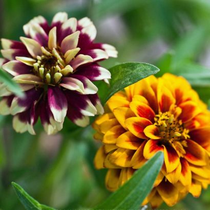 sementes de zinnia persa ana sortida 2 2