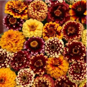 sementes de zinnia persa ana sortida 2 3 e1495035294733