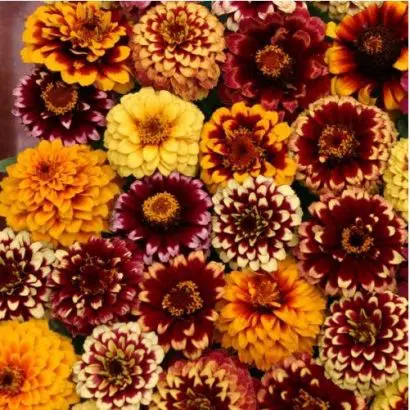 sementes de zinnia persa ana sortida 2 3 e1495035294733