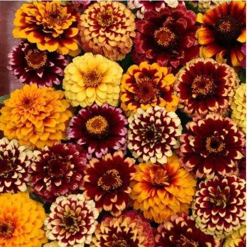 sementes de zinnia persa ana sortida 2 3 e1495035294733