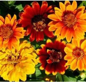 sementes de zinnia persa ana sortida 2 4 e1495035275748