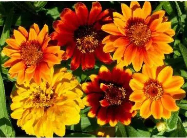 sementes de zinnia persa ana sortida 2 4 e1495035275748