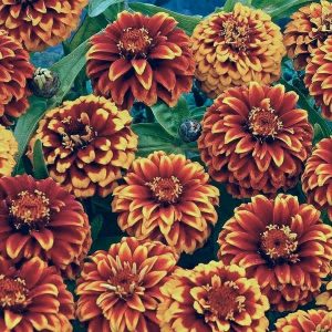 sementes de zinnia persa ana sortida 2 5