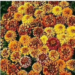 sementes de zinnia persa ana sortida 2 7 e1495050258480