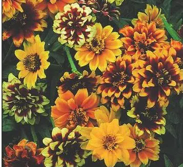 sementes de zinnia persa ana sortida 2 8 e1495035234543