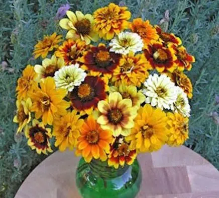 sementes de zinnia persa ana sortida 2 9 e1495934825557