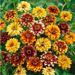 sementes de zinnia persa ana sortida 2 e1495035313858