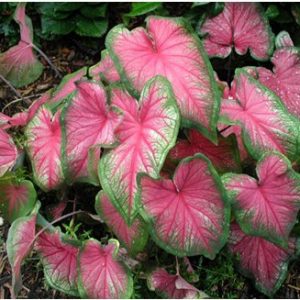 bulbo de planta caladium bicolor 2 2 e1494941569377