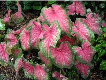 bulbo de planta caladium bicolor 2 2 e1494941569377