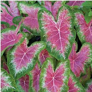 bulbo de planta caladium bicolor 2 3 e1494941544520