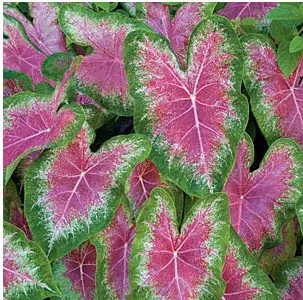 bulbo de planta caladium bicolor 2 3 e1494941544520