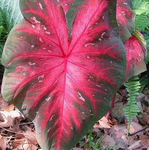 bulbo de planta caladium bicolor 2 4 e1494941524350