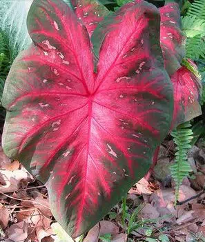 bulbo de planta caladium bicolor 2 4 e1494941524350
