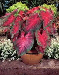 bulbo de planta caladium bicolor 2 5 e1495858020552