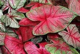 bulbo de planta caladium bicolor 2 6 e1495858045144